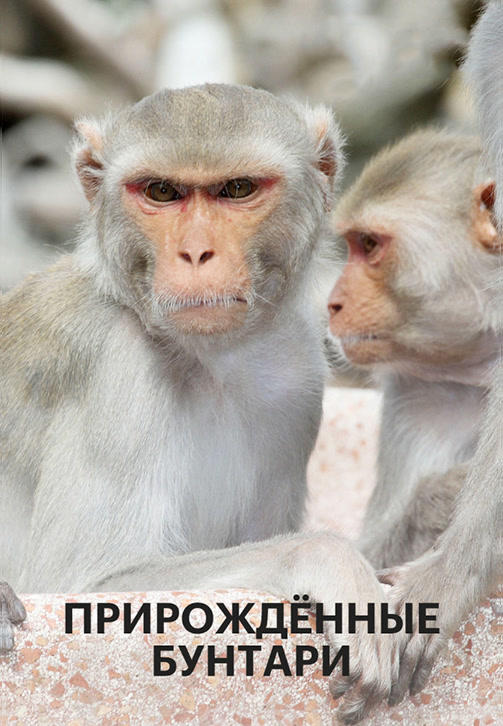 Прирожденные бунтари