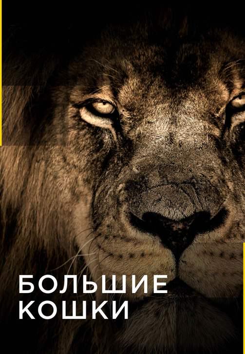 Постер к сериалу Большие кошки. Серия 2 2016